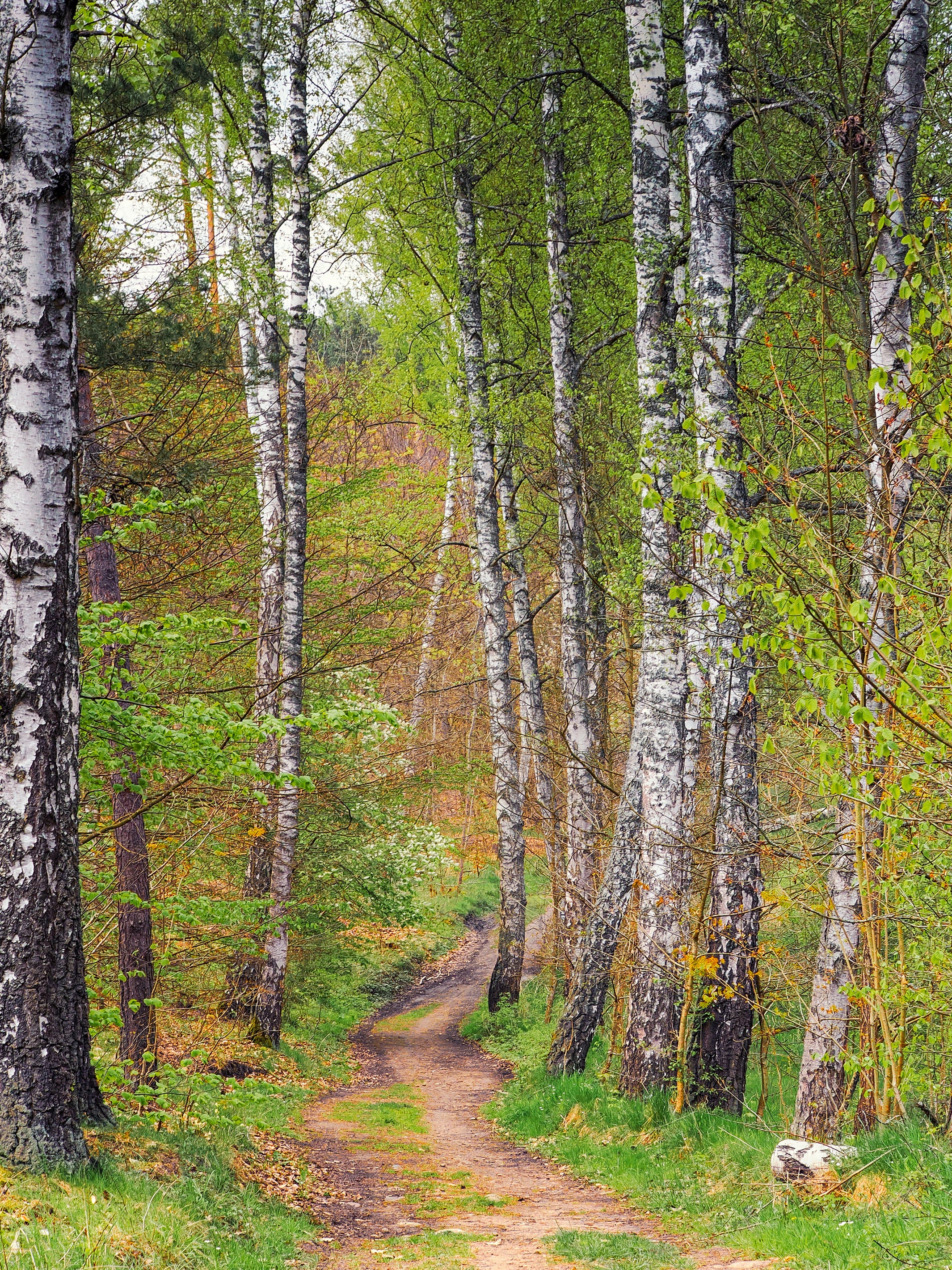 Mottled Pillar Candles - Birch Tree – Soren Anders