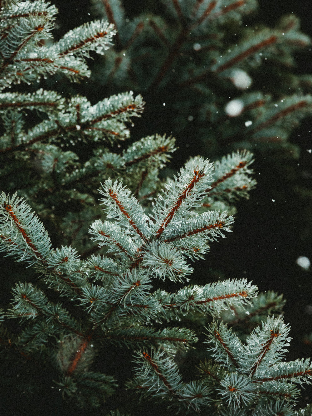 Wood Wick Jar Candle - Fraser Fir