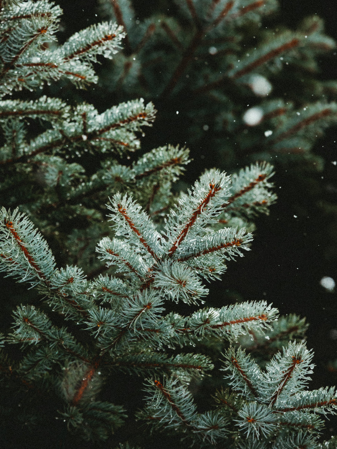Wood Wick Jar Candle - Fraser Fir