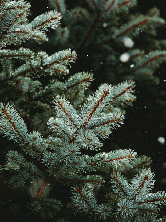 Wood Wick Jar Candle - Fraser Fir