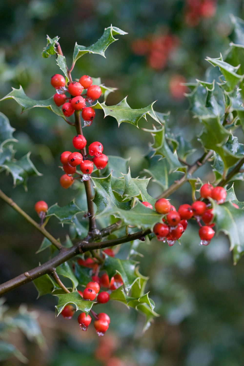 Wood Wick Jar Candle - Holly Berry