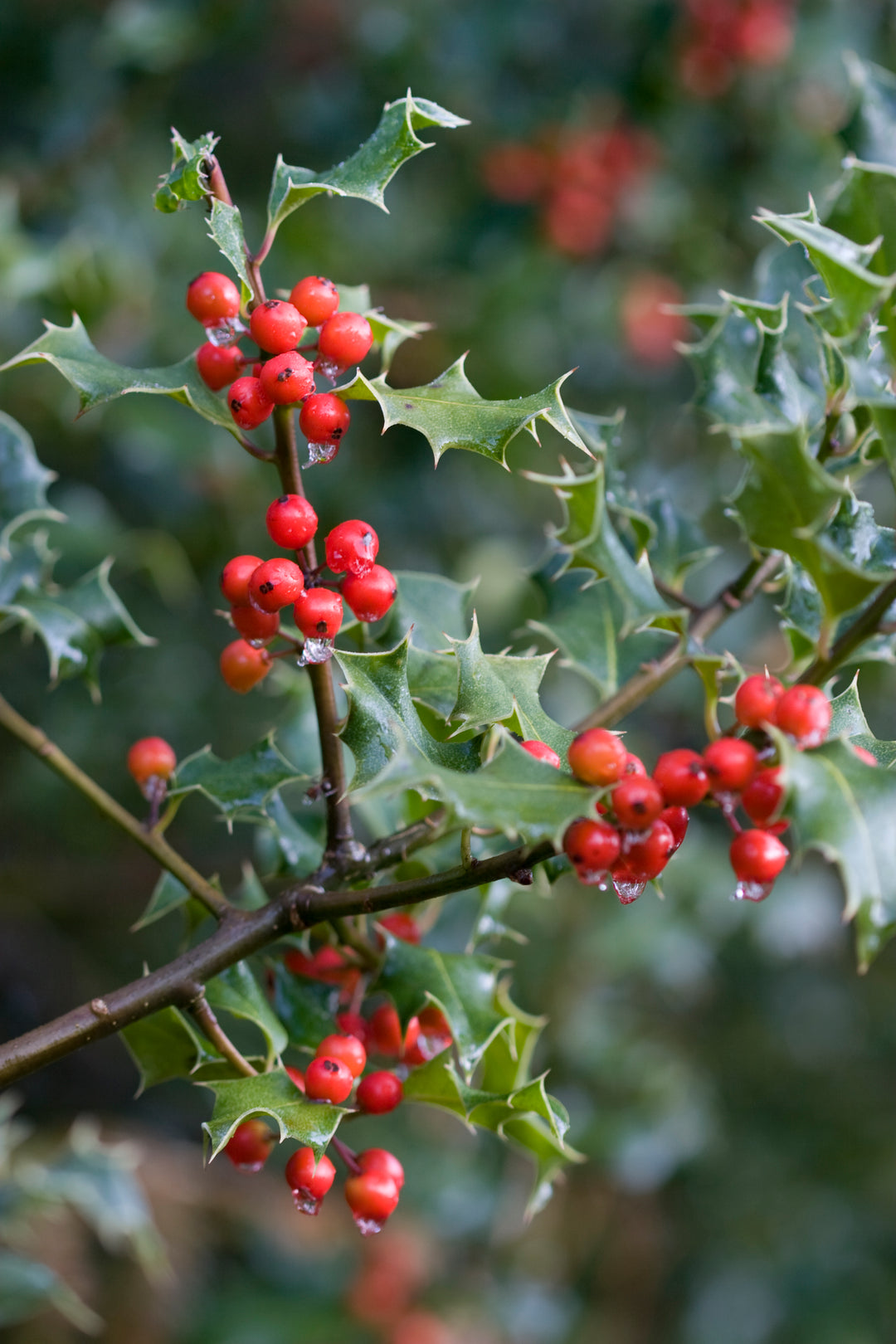 Wood Wick Jar Candle - Holly Berry