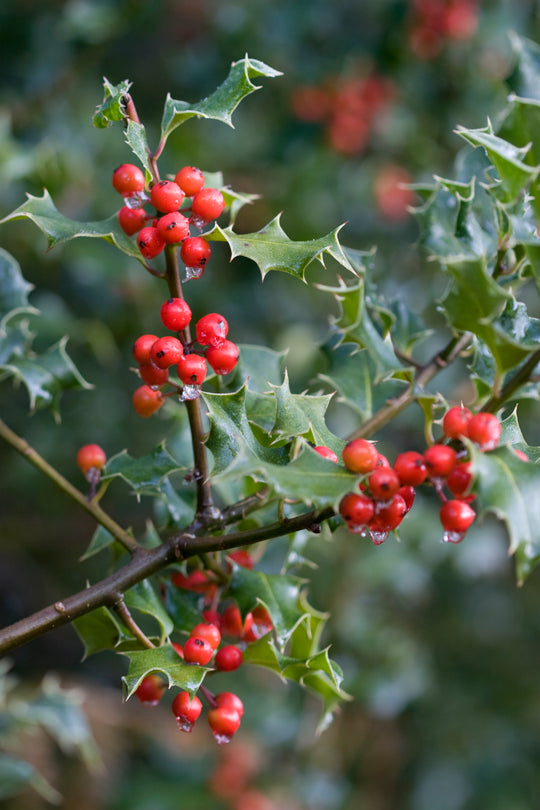 Wood Wick Jar Candle - Holly Berry