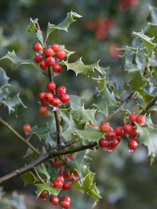 Mottled Pillar Candles - Holly Berry
