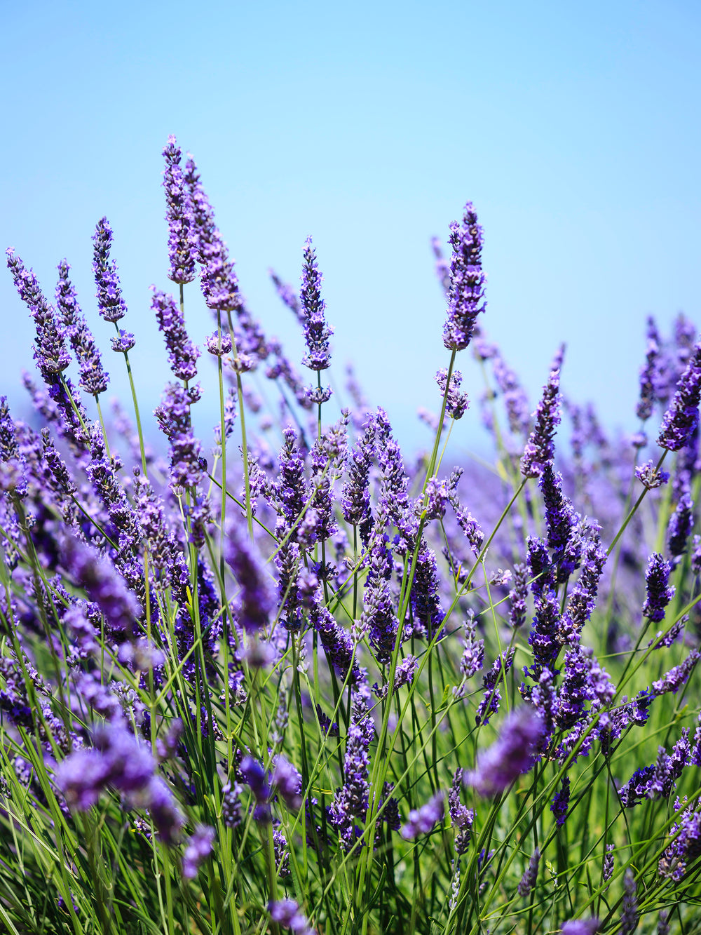 Wood Wick Jar Candle - Lavender Farm