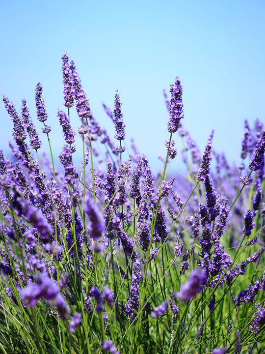 Wood Wick Jar Candle - Lavender Farm