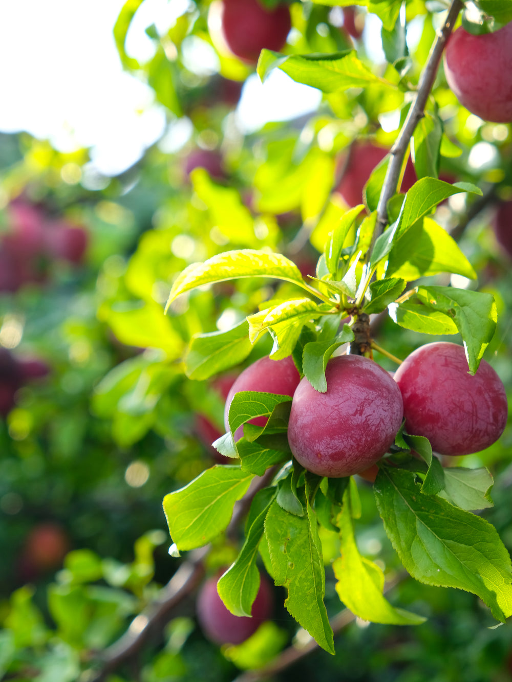 Wood Wick Jar Candle - Leelanau Orchard
