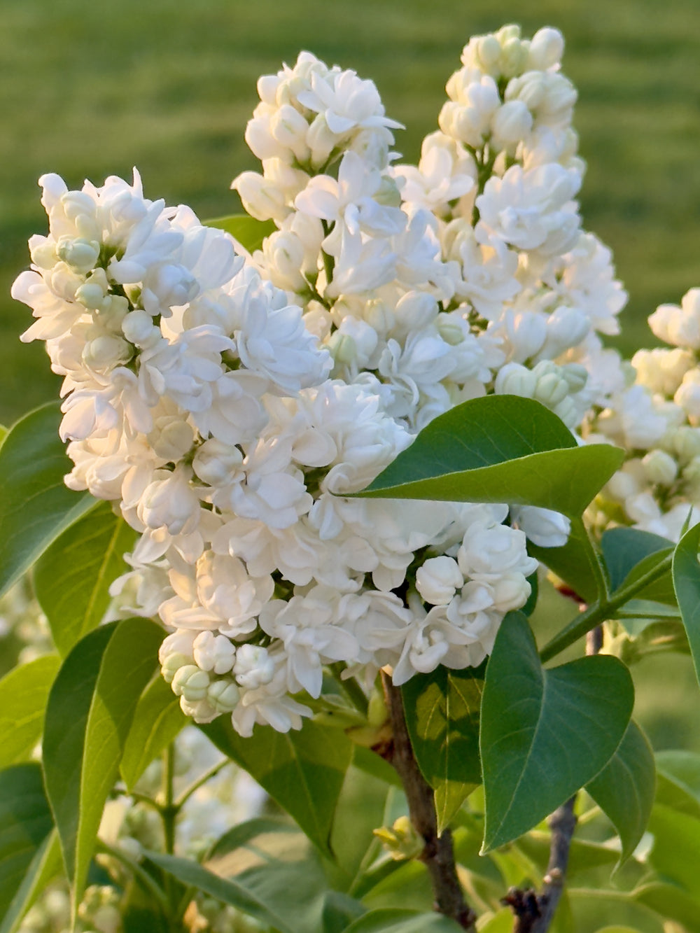 Wood Wick Jar Candle - White Lilac