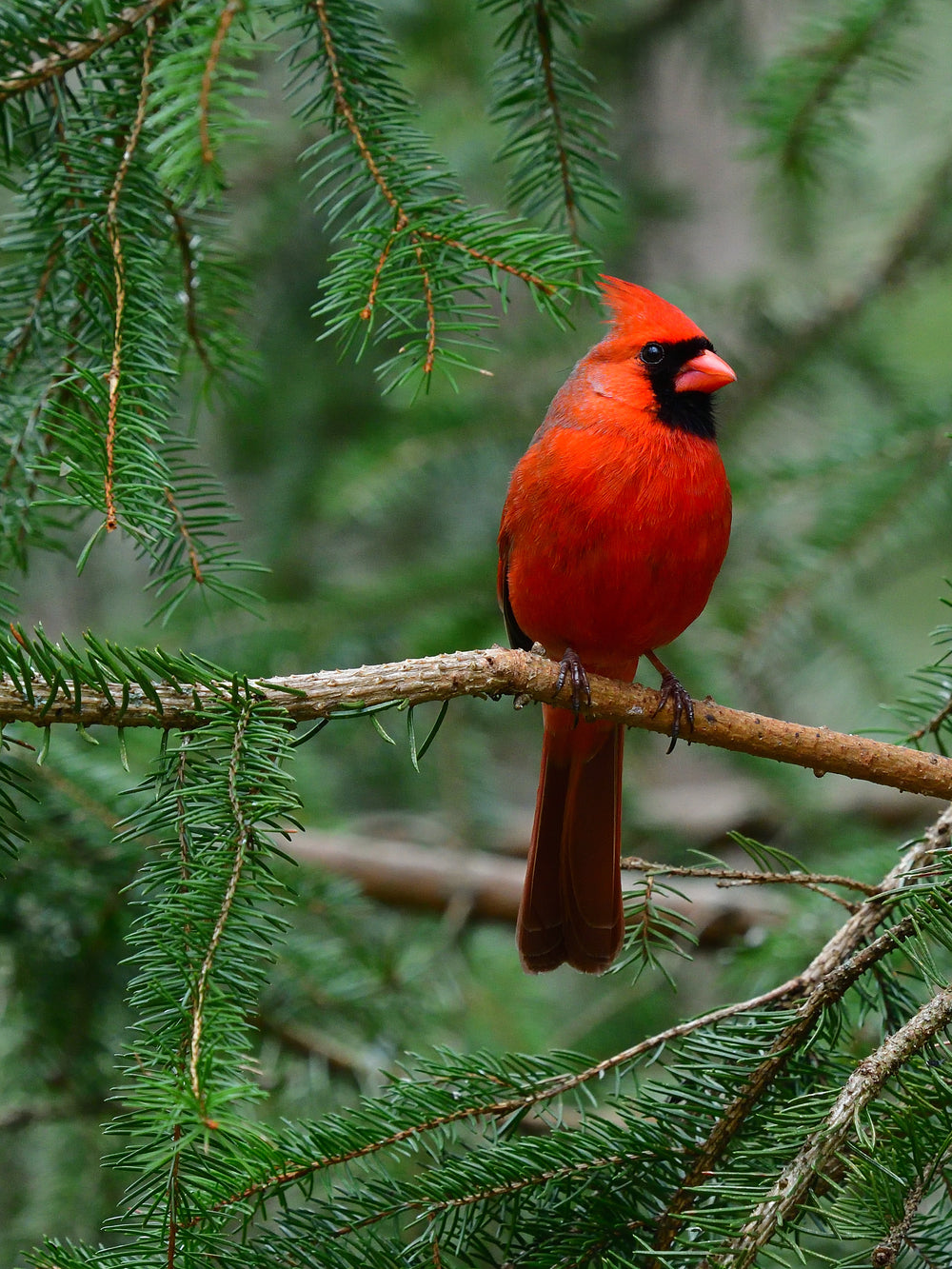Wood Wick Jar Candle - Northern Balsam