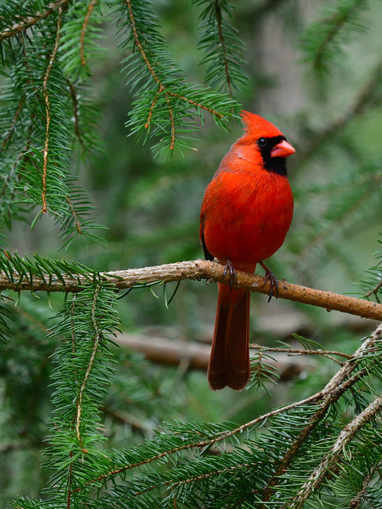 Mottled Pillar Candles - Northern Balsam